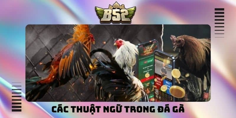 Các thuật ngữ trong đá gà