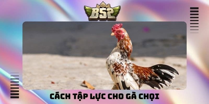 Cách tập lực cho gà chọi
