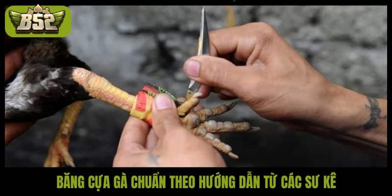 Băng cựa gà chuẩn theo hướng dẫn từ các sư kê